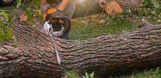 Best Lawn Mowing  in Roseburg Nth, OR