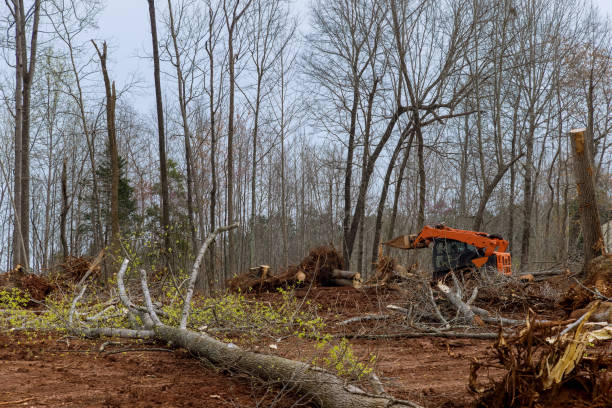 Leaf Removal in Roseburg North, OR