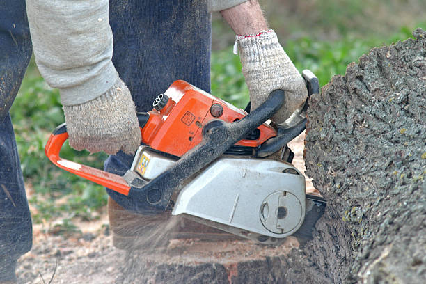 Reliable Roseburg North, OR Tree Care Solutions