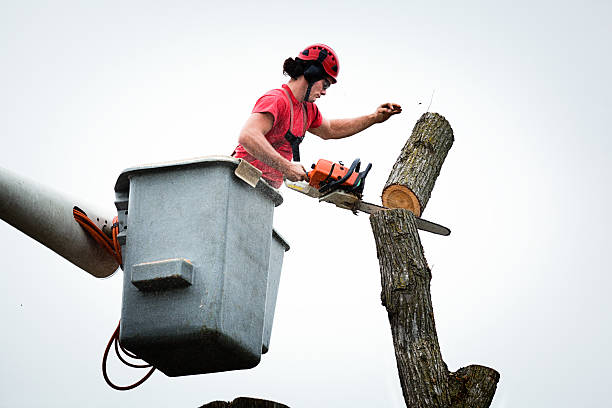 How Our Tree Care Process Works  in  Roseburg North, OR